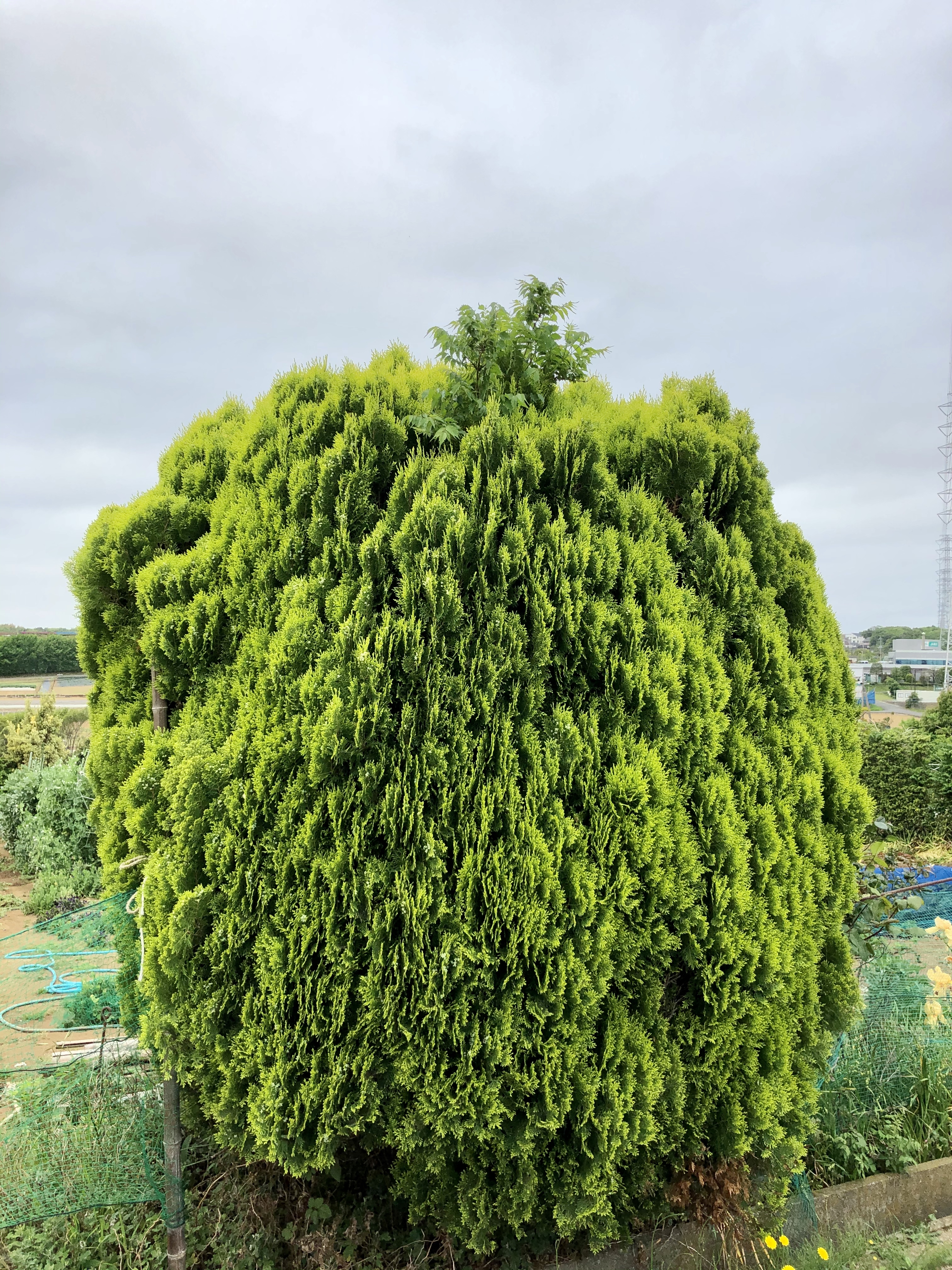 北川結　Yu kitagawa Website